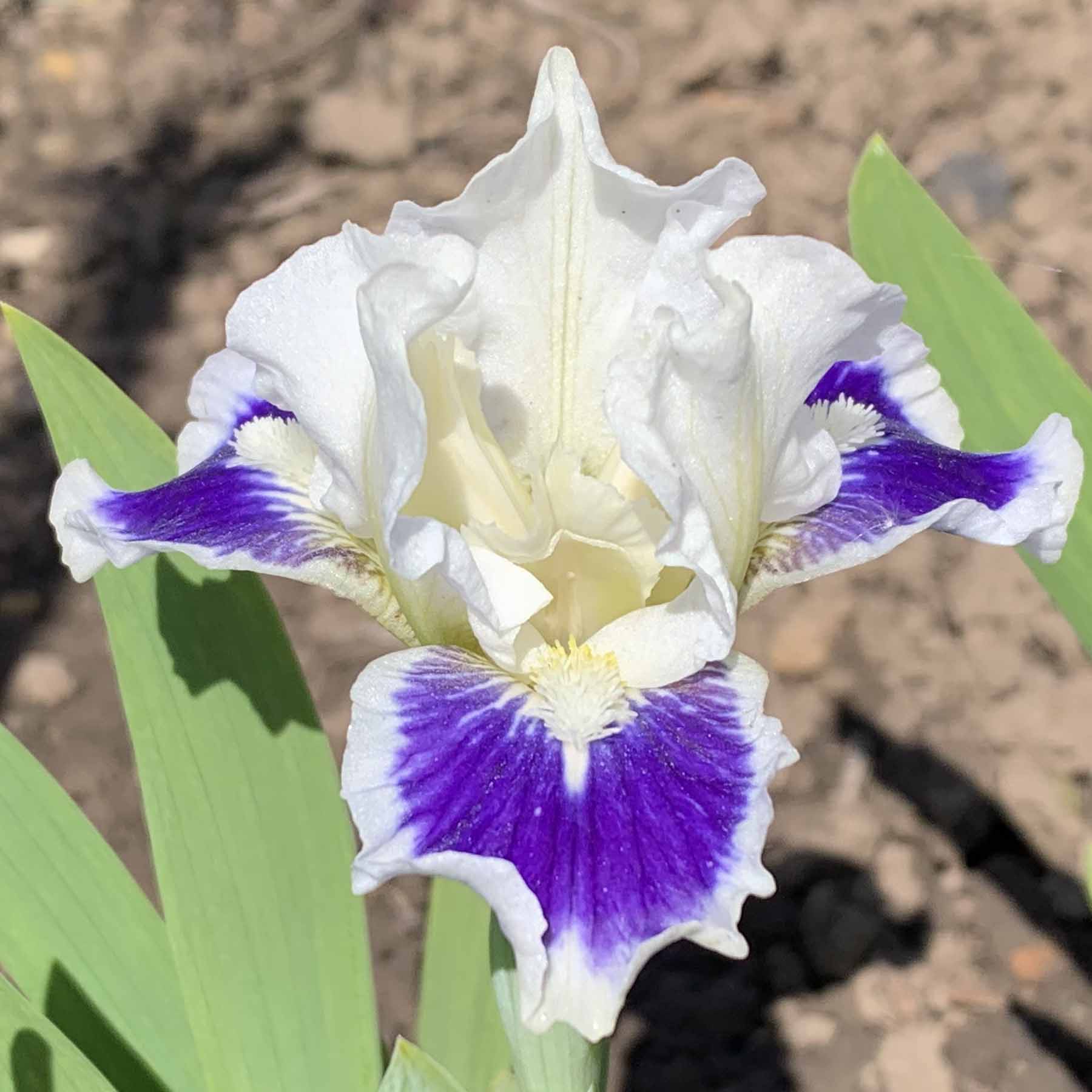 TWINKLE LITTLE STAR .jpg